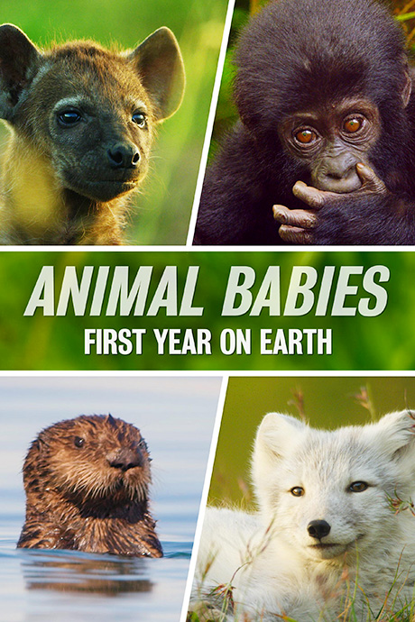 Animal Babies