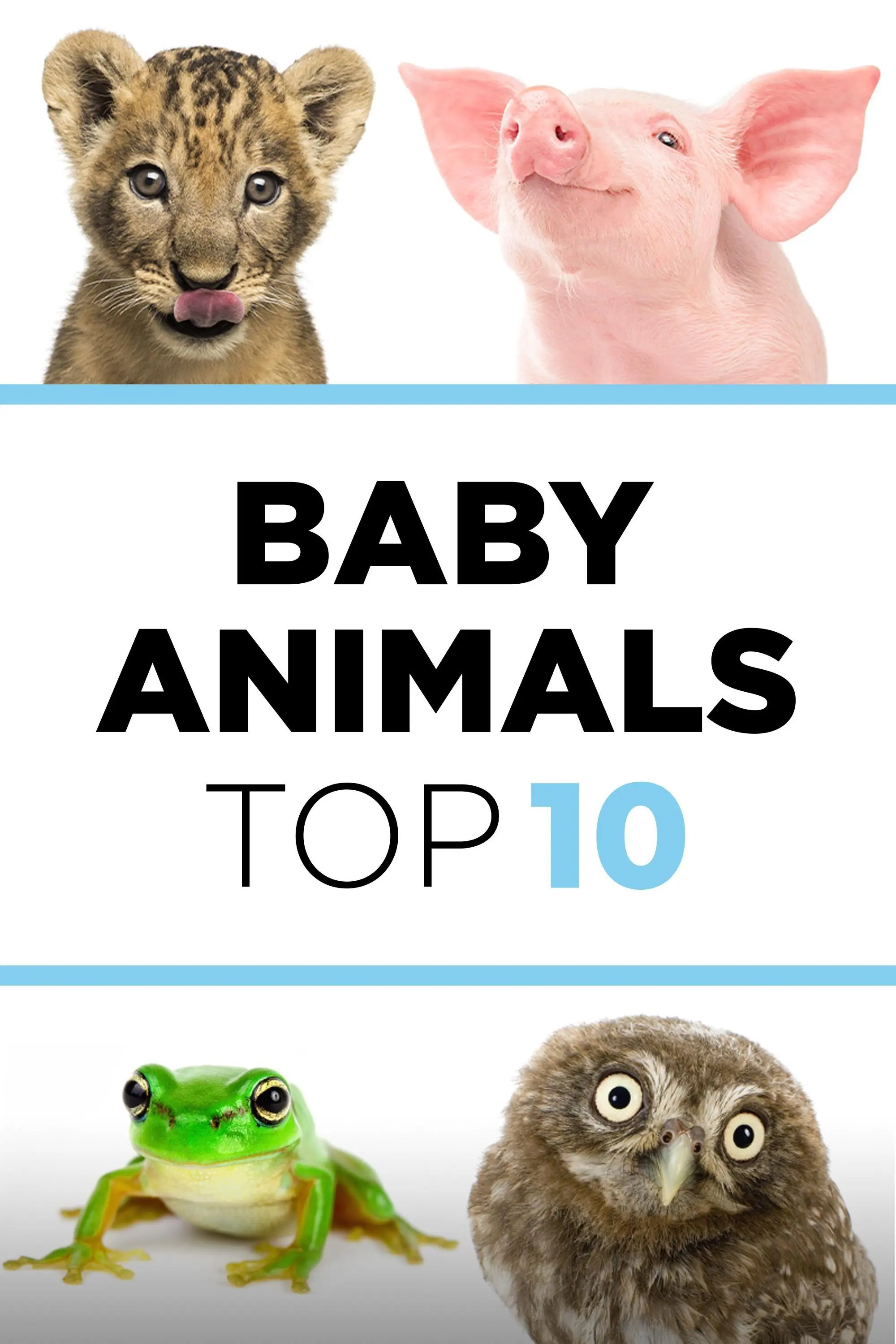Baby Animals
